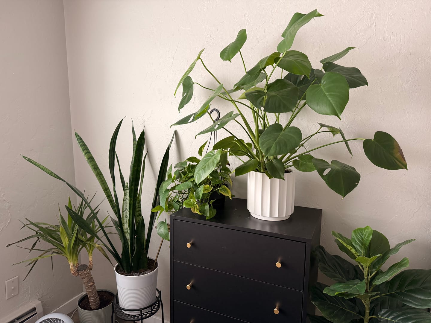 Customer photo review of Fungus Gnat Death Drops