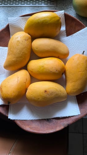 Rezensent zeigt mehrere reife Bio Honig Ataulfo Mangos in einer Holzschale.