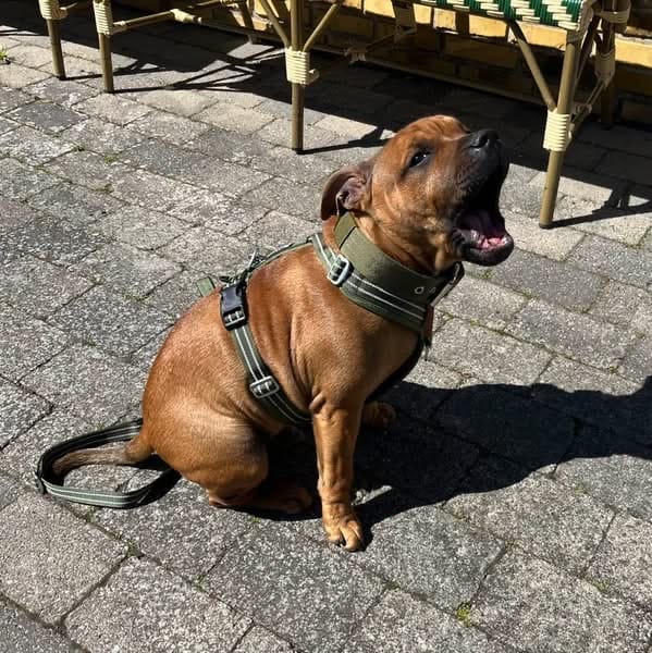 Customer photo review of Staffordshire Bull Terrier 1935® Nylon Collar - Green