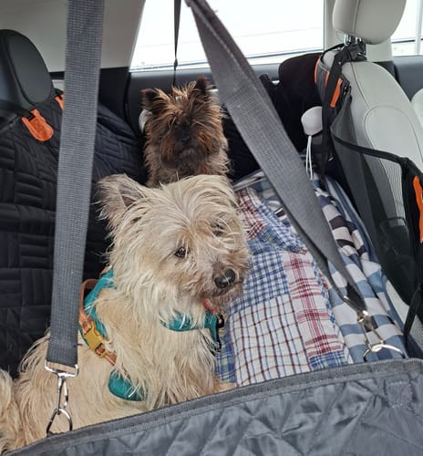 Customer photo review of PupQuest™ - Dog Seat Cover 60% OFF + FREE Dog Buckle