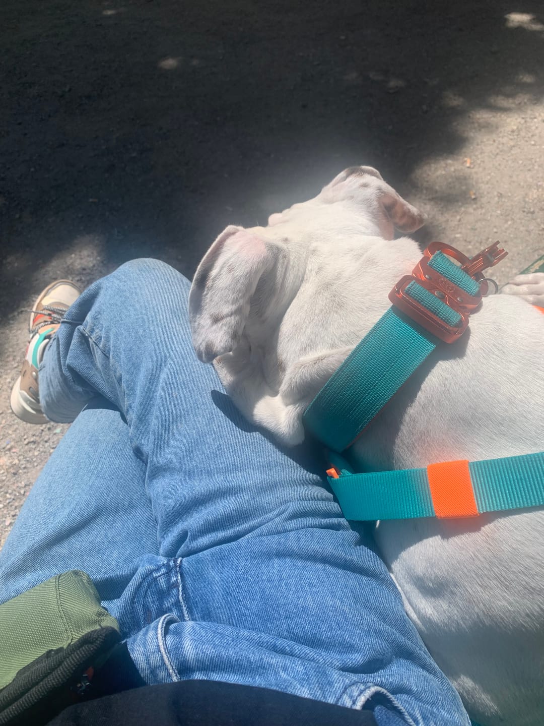 Customer photo review of 4cm LIGHTER Combat® Collar | With Handle Rated Clip - Turquoise & Orange