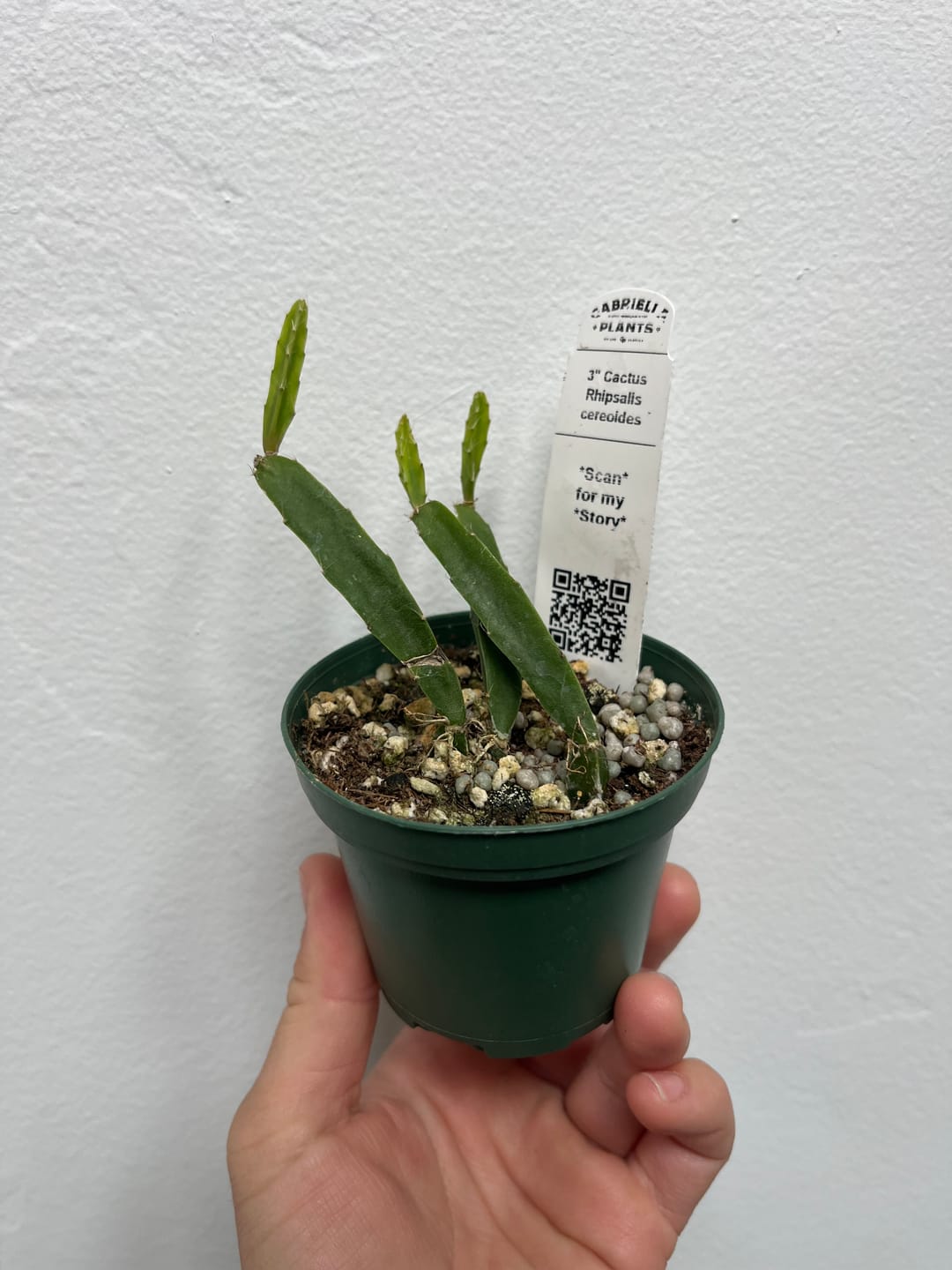 Customer photo review of Cactus Rhipsalis cereoides aff.