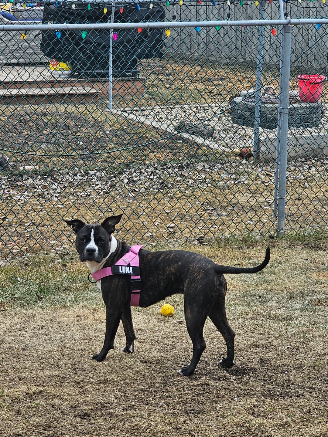 Customer photo review of No-Pull Harness