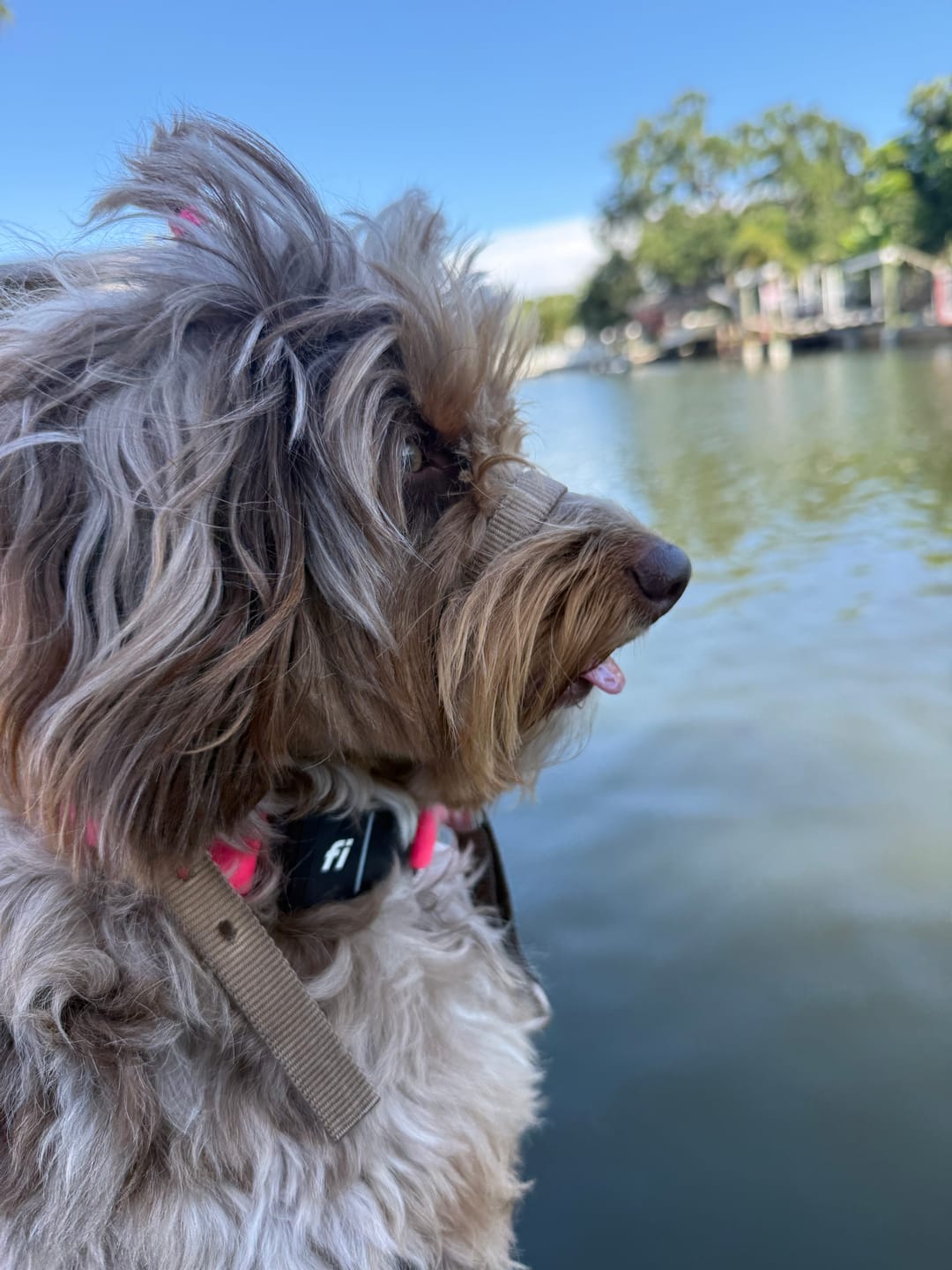 Customer photo review of Waterproof Fi Compatible Dog Collar | Built with BioThane®