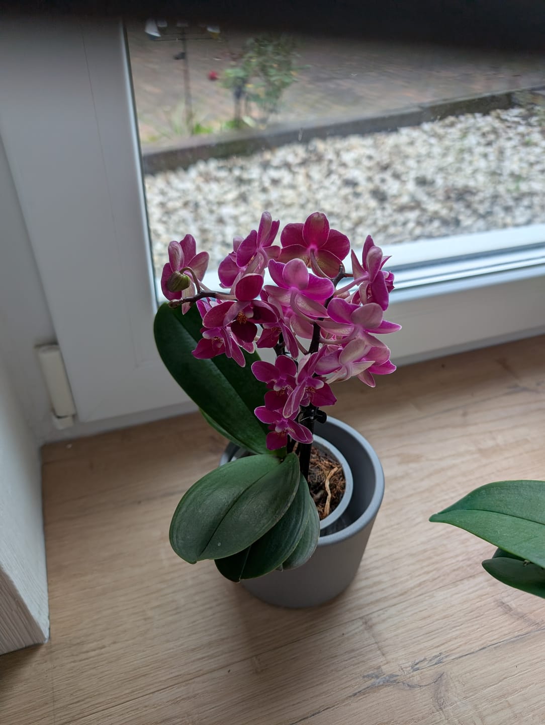 Customer photo review of Table Dance Farbmix im 3er Set mit 3 Rispen