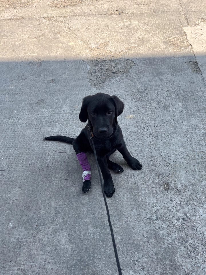Customer photo review of BOBO One-piece Leash With Leather Handle