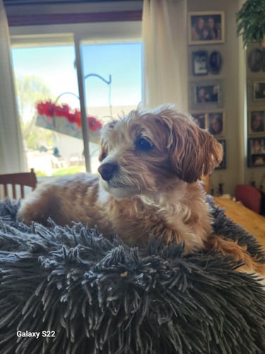 Customer photo review of Snack & Chew Antler