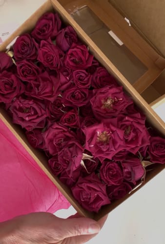 Customer holding an open box filled with beautiful freeze-dried Burgundy Red Mini Roses.
