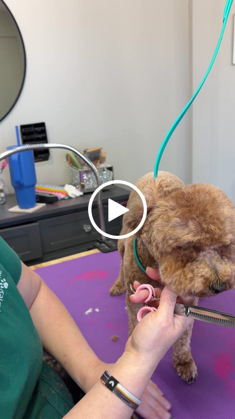 Customer video review of Harzly VG10 Thinners