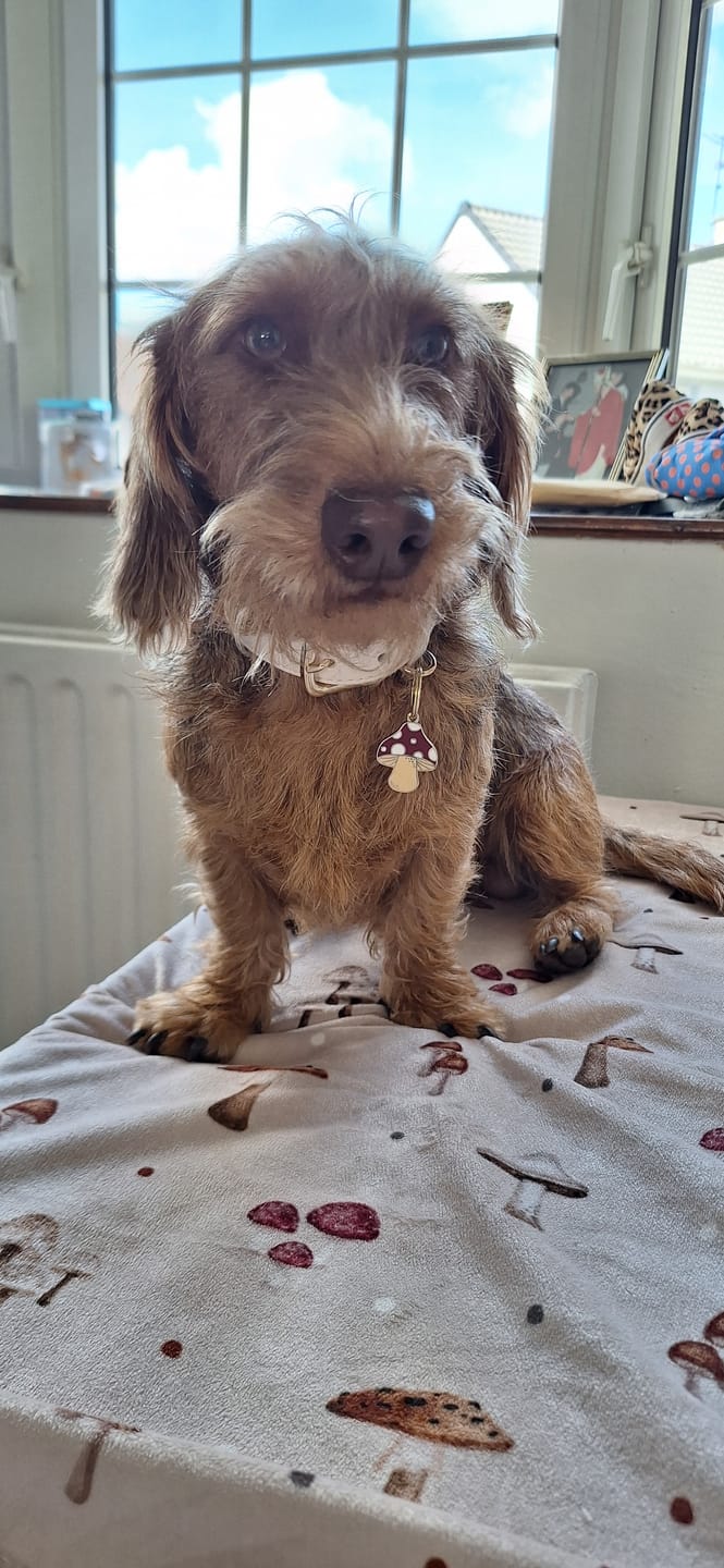 Customer photo review of Ecru Dog Collar