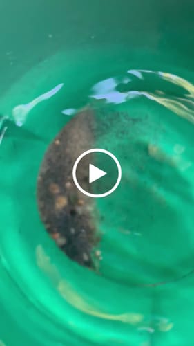 Customer video review of Nugget Reserve 'MUSEUM SPECIMEN CHASE' - Gold Panning Paydirt Concentrate