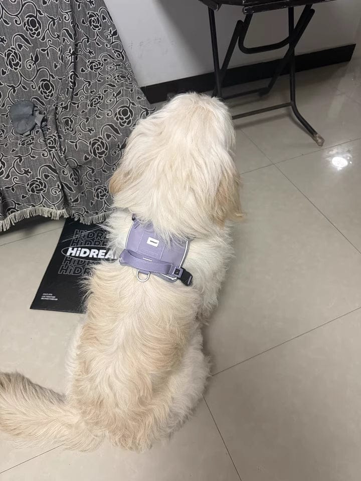 Customer photo review of Valora 2-Second Easy-Fit Harness with Anti-Choke Position-Limit & Locator Pocket