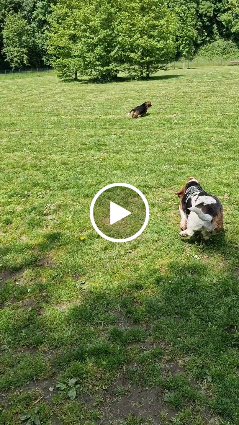 Customer video review of Wurmtest Plus Hund