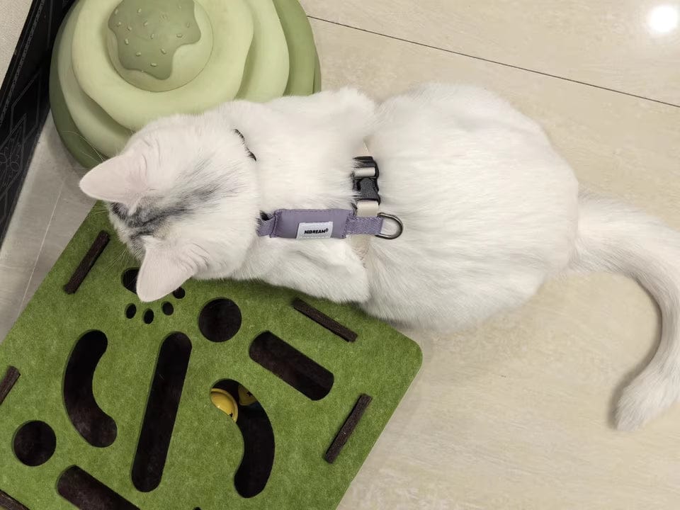 Customer photo review of Valora Dual-Buckle Ultra-Lightweight H-Shaped Cat Harness and Leash Set