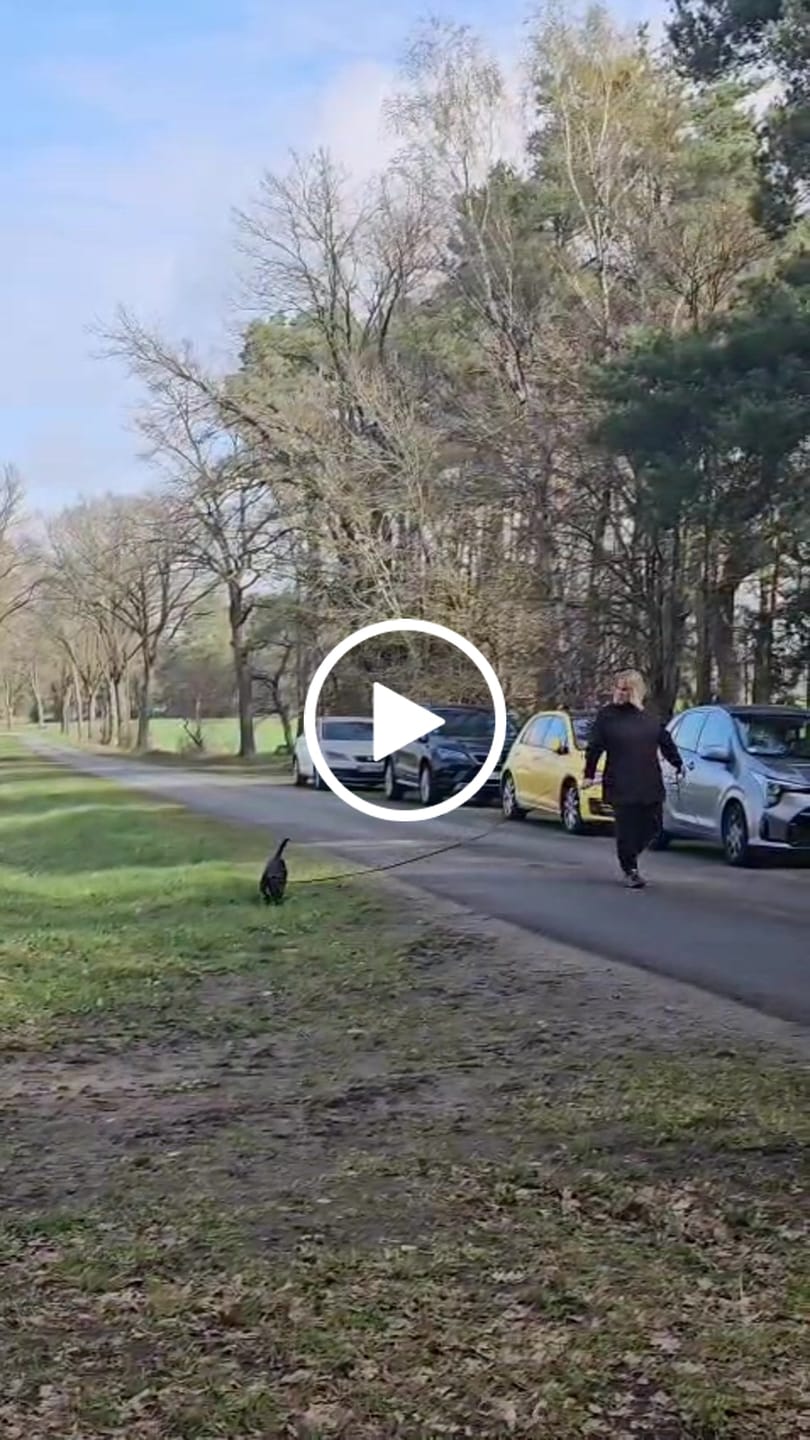 Customer video review of Allergietest Plus Hund