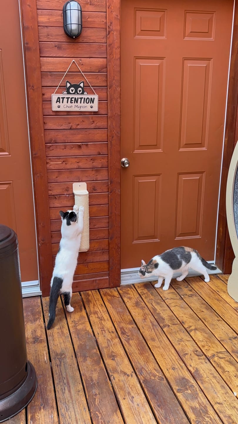 Customer photo review of Mural Cat Scratcher