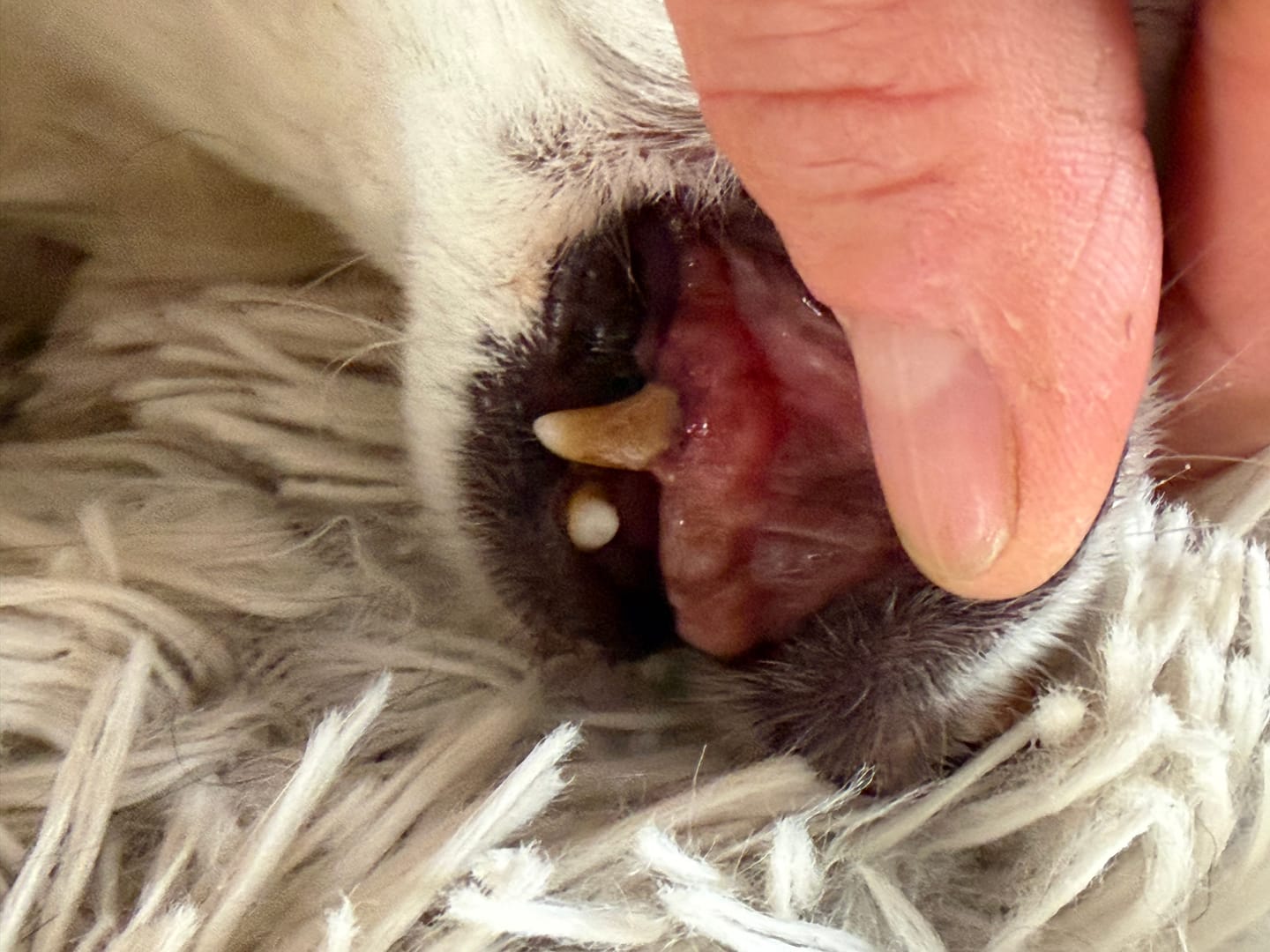 Customer photo review of Beemzy Tandpoeder voor Honden