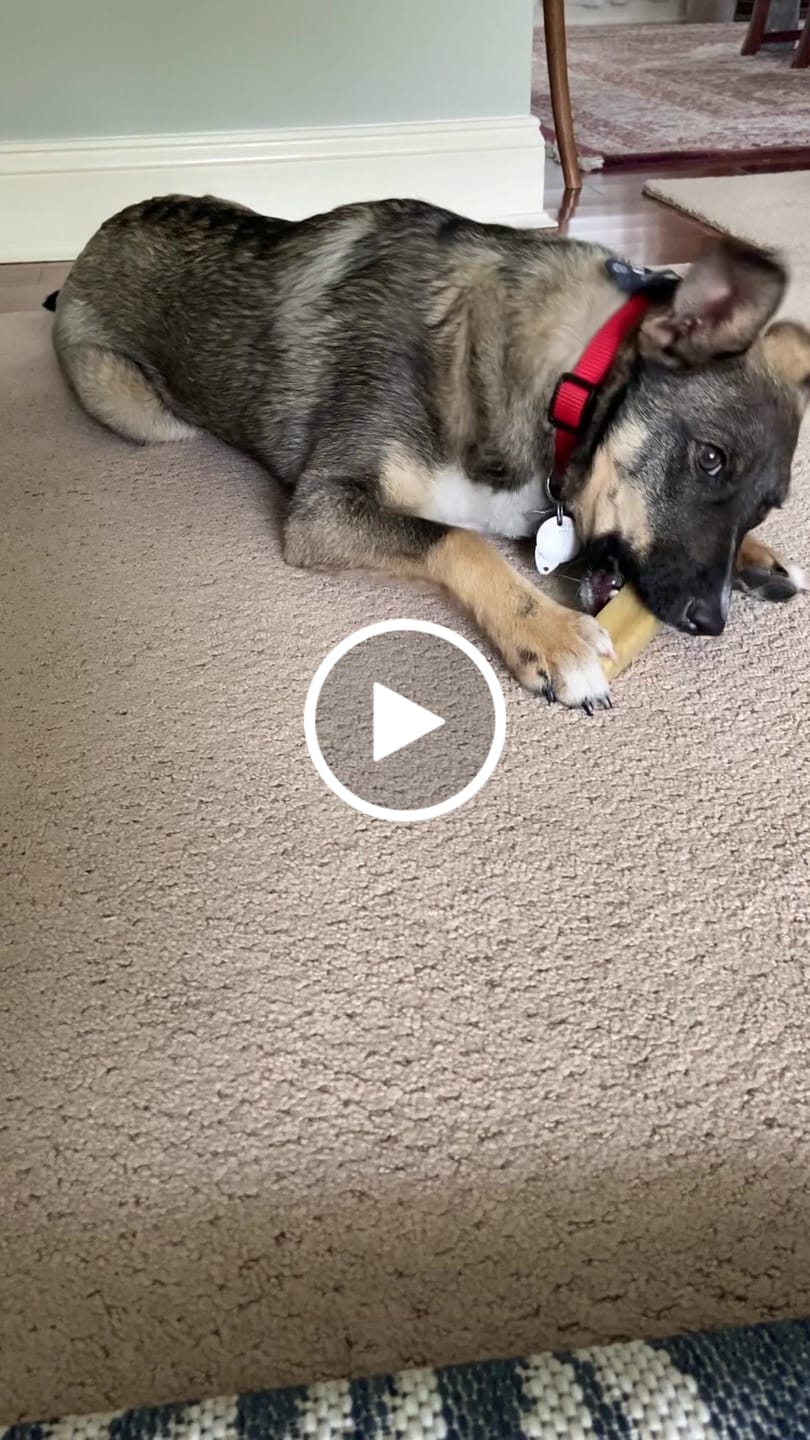 Customer video review of Regular/Unflavored Himalayan Yak Chews | 6-Sizes (for Small to Big Dogs)