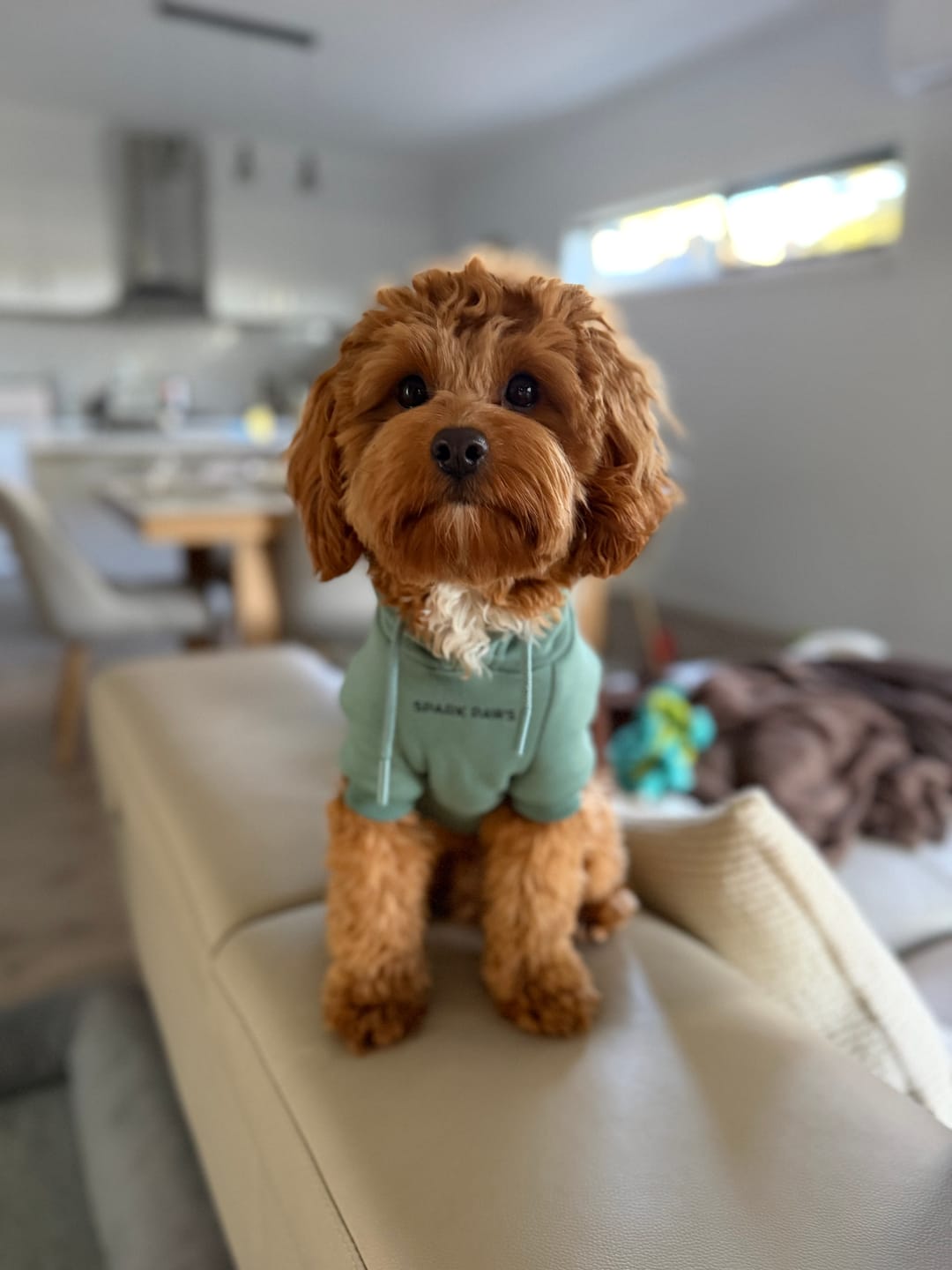 Customer photo review of Essential Dog Hoodies