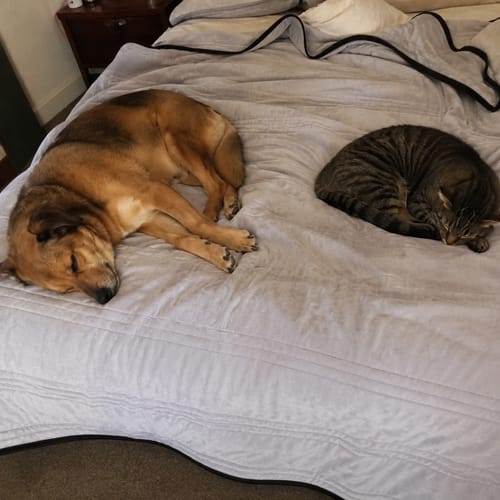 Customer photo review of NuvoDreams™ Cooling Blanket - 50% OFF + FREE SHIPPING LAST DAY PROMOTION!