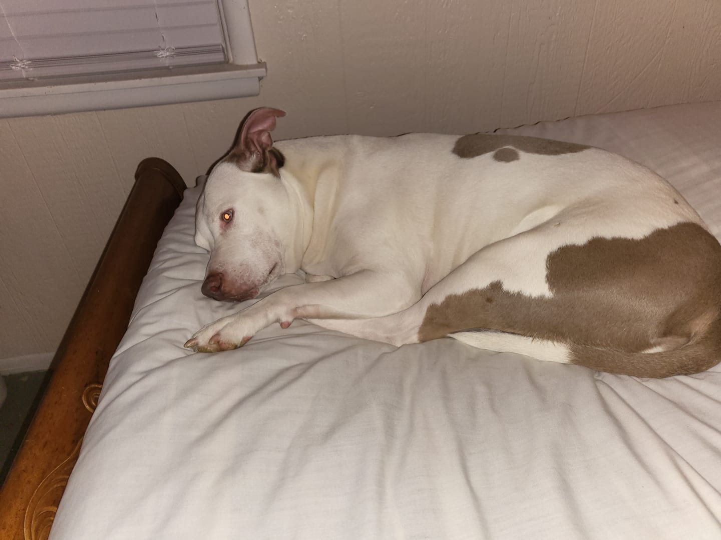 Customer photo review of Bravecto Chew for Dogs - Long-Lasting Flea & Tick Protection