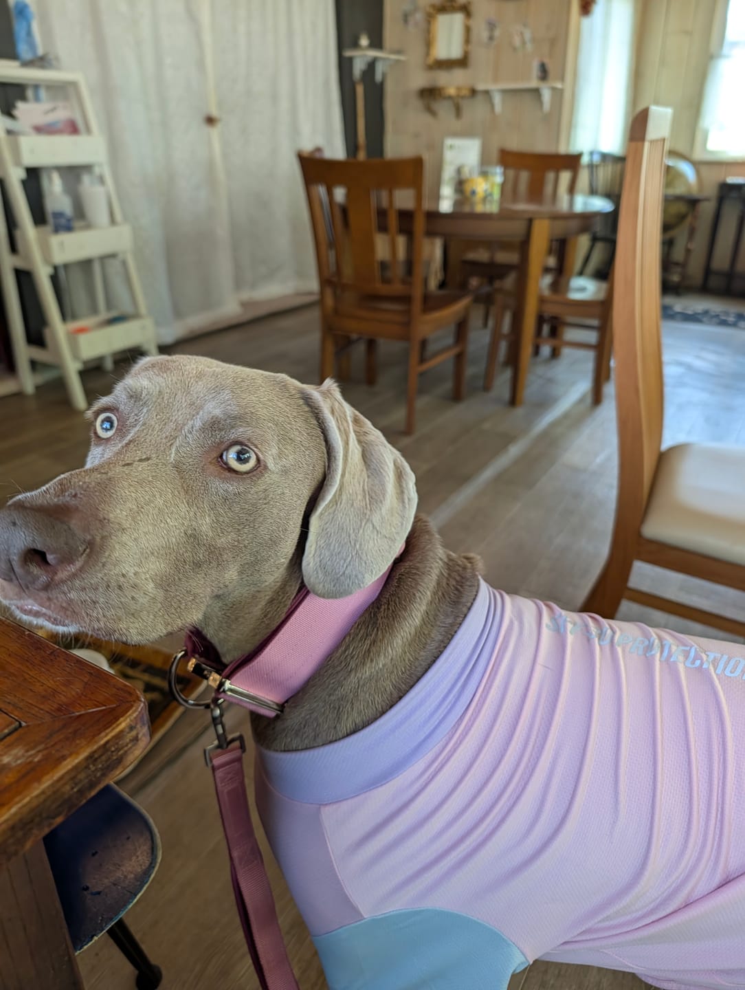 Customer photo review of Comfort Control Collar and Multipurpose Leash Sets