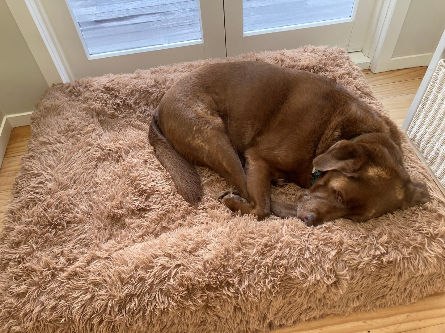 Customer photo review of Orthopaedic Memory Foam Bed