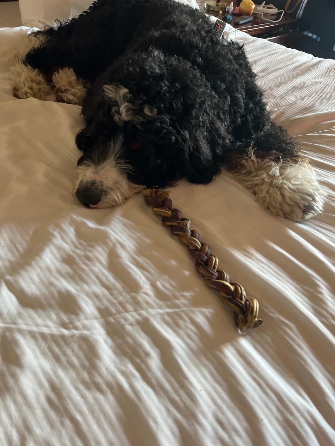 Customer photo review of 12 Inch Thick Bully Stick