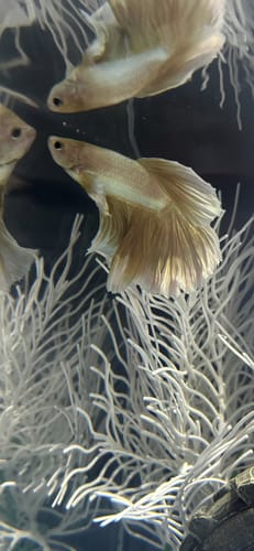 A customer's golden Super Gold Halfmoon Male Betta Fish swimming in an aquarium with white decorations.