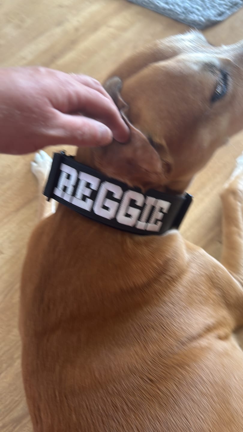 Customer photo review of 5cm Combat® Collar | With Handle & Secure Clip - Black