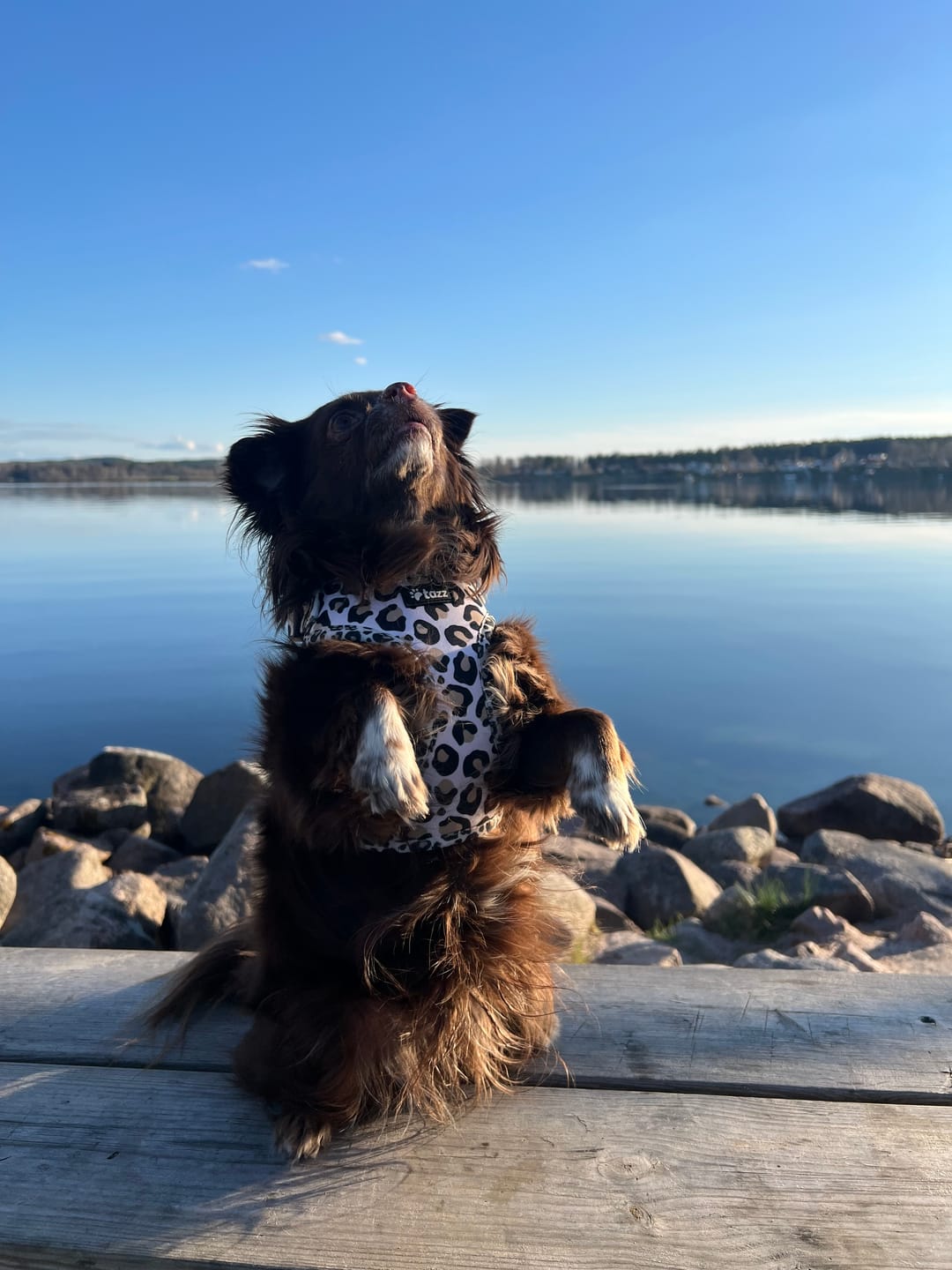 Customer photo review of Sele - Just Leo