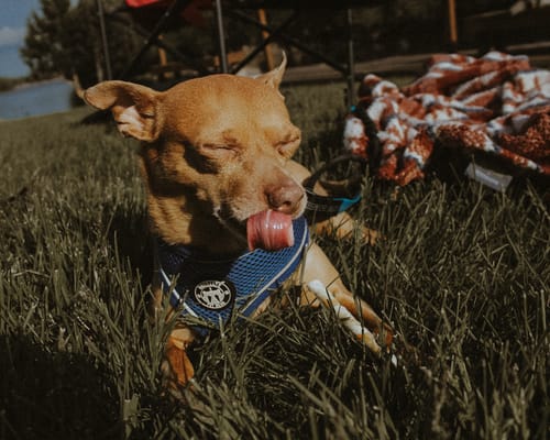 Reviewer's photo of a small dog in the sun, demonstrating a warm, moody effect from the preset bundle.