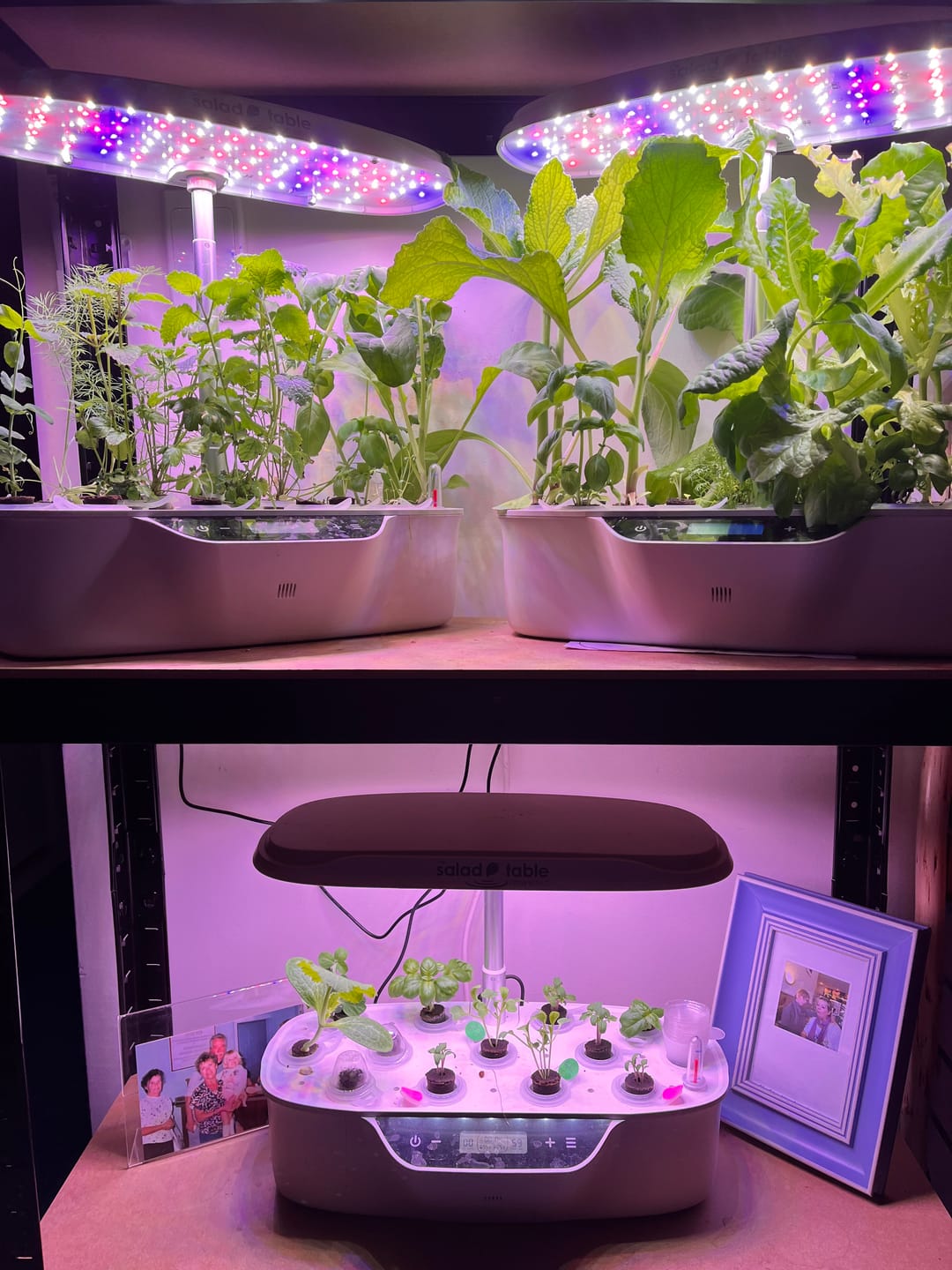Customer photo review of 24 Pack Grow Pods for Kitchen Garden