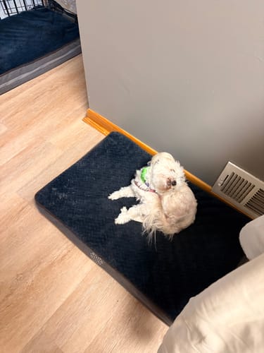 Customer's small white dog relaxing on a dark bed while wearing the PawLax Collar.