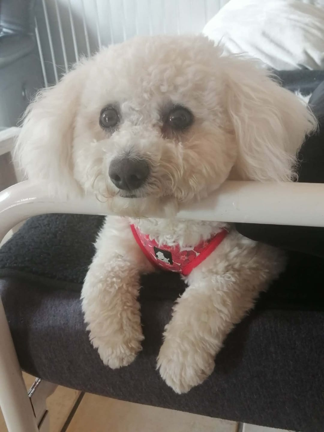 Customer photo review of Shampoing Sans Rinçage - Apaisant pour chien 🏔️