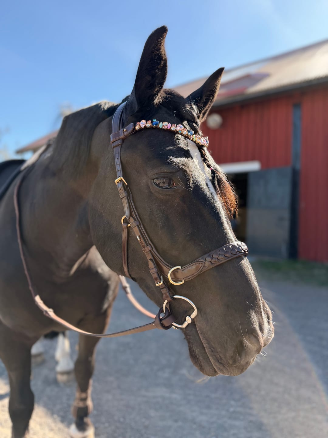 Customer photo review of Odessa bonita Multi Bridle padded, bit to bitless system no.1