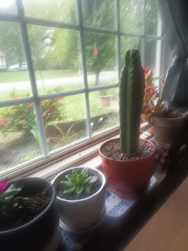 Customer photo review of San Pedro Cactus | Trichocereus (Echinopsis) Pachanoi