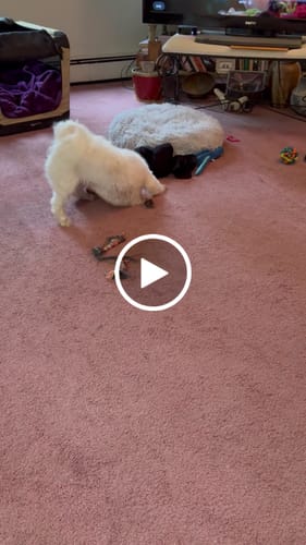Customer video review of Long-Lasting Yak Chews — 6 Flavor Pack