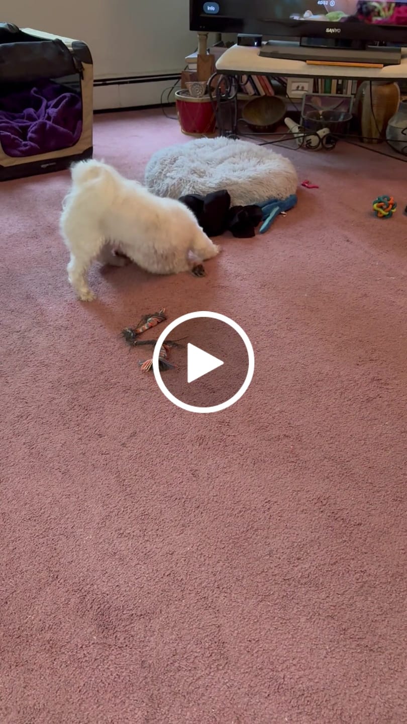 Customer video review of Long-Lasting Yak Chews — 6 Flavor Pack