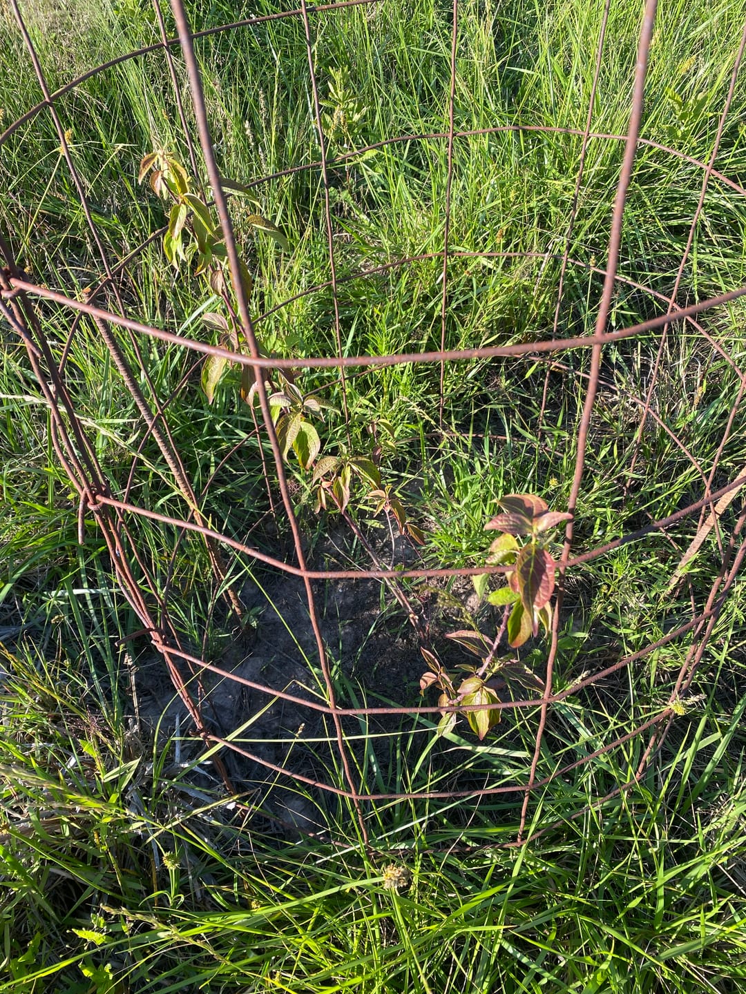 Customer photo review of Red Osier Dogwood