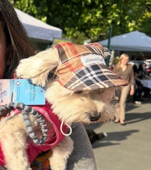 Customer photo review of Cooling Dog Hat with UPF50+  Cream Puff