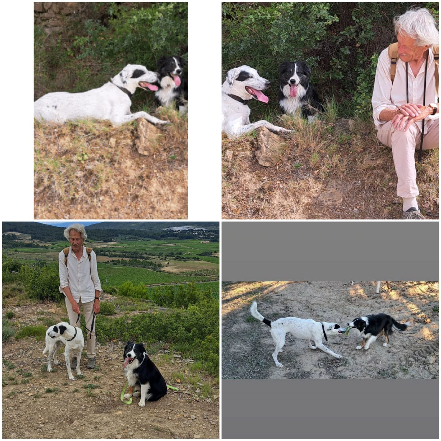 Customer photo review of Pâtées riches en saumon & aux épinards (Chien adulte)