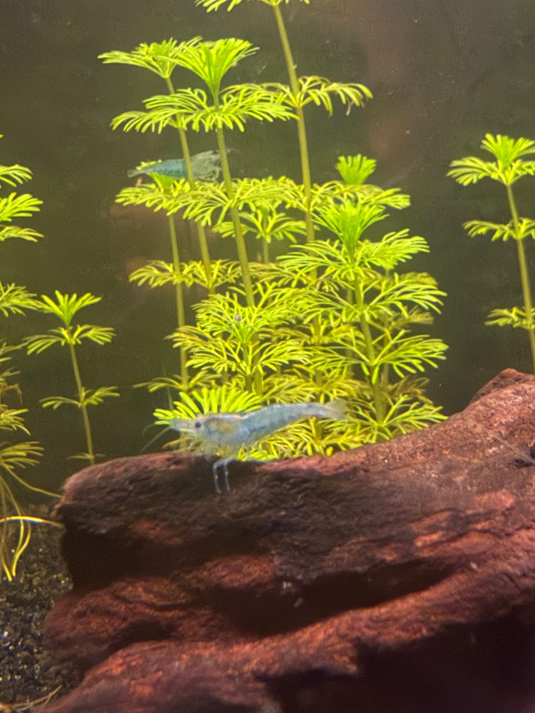 Customer photo review of Blue Velvet Shrimp