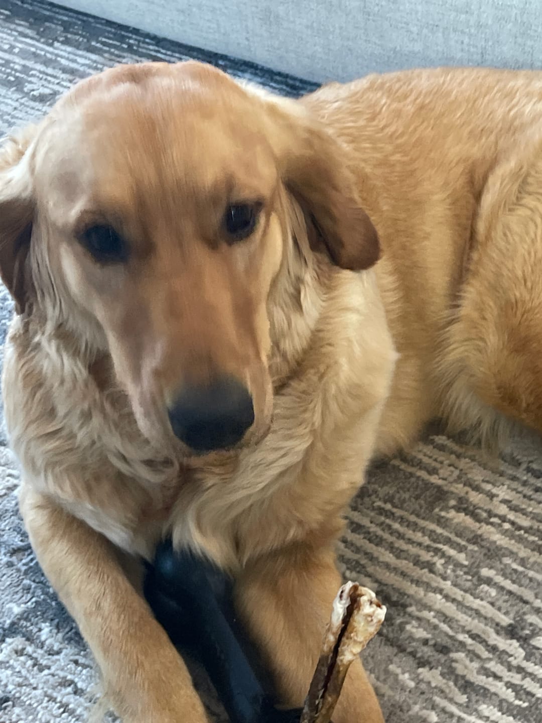 Customer photo review of 10-12 Inch Champion Chew