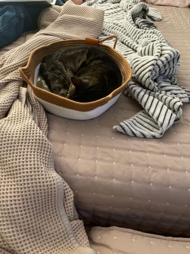 Customer photo review of Instinct Basket | Meet the first research-backed natural territory for indoor cats