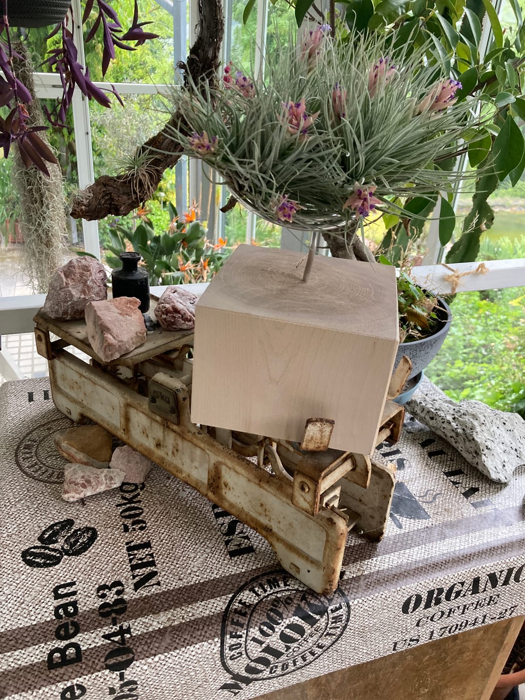 Customer photo review of Tilly Xylo - Gigant
