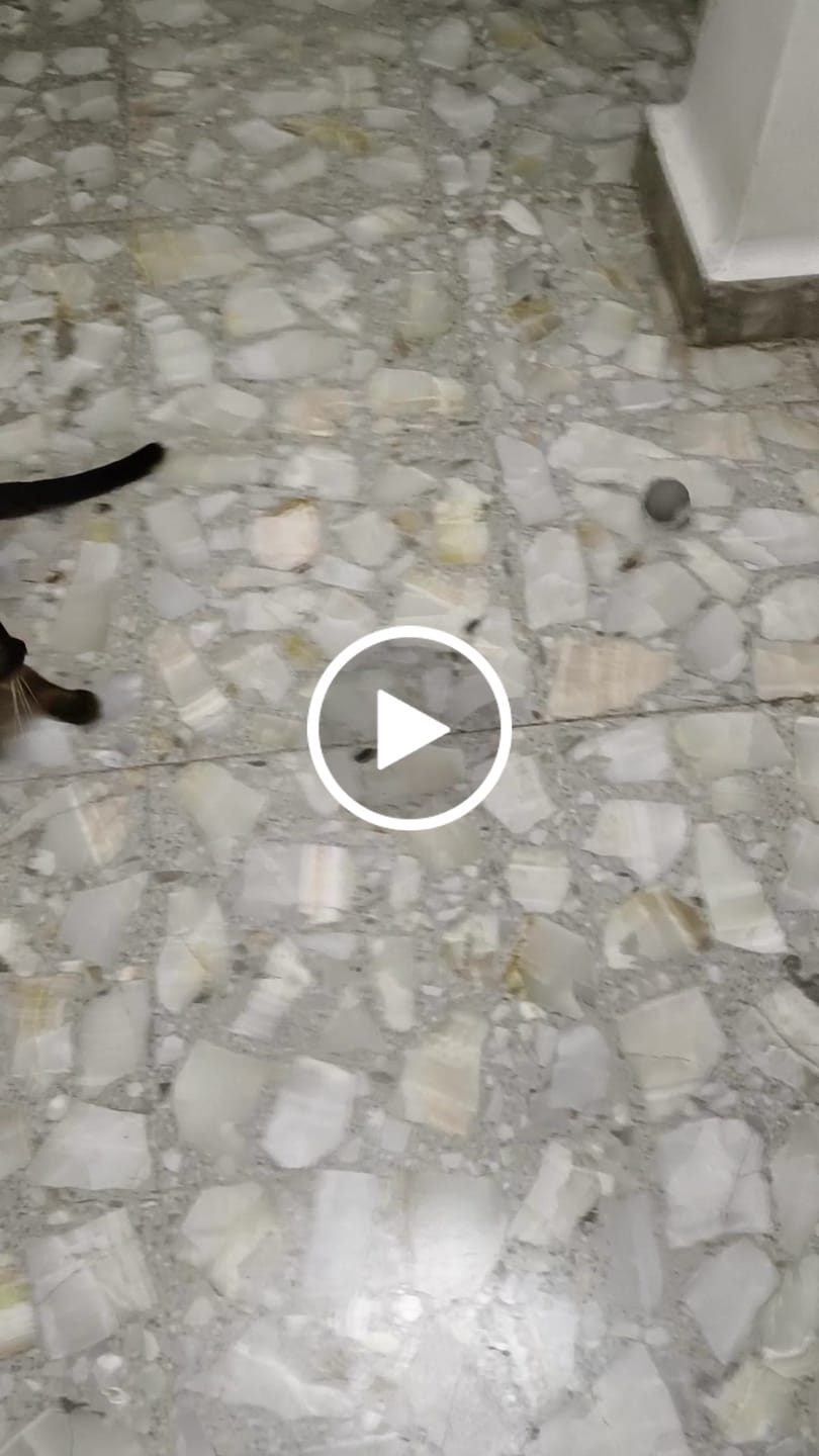 Customer video review of CT1701 1 Pieza de Juguete Pelota Inteligente Recargable Para Mascota
