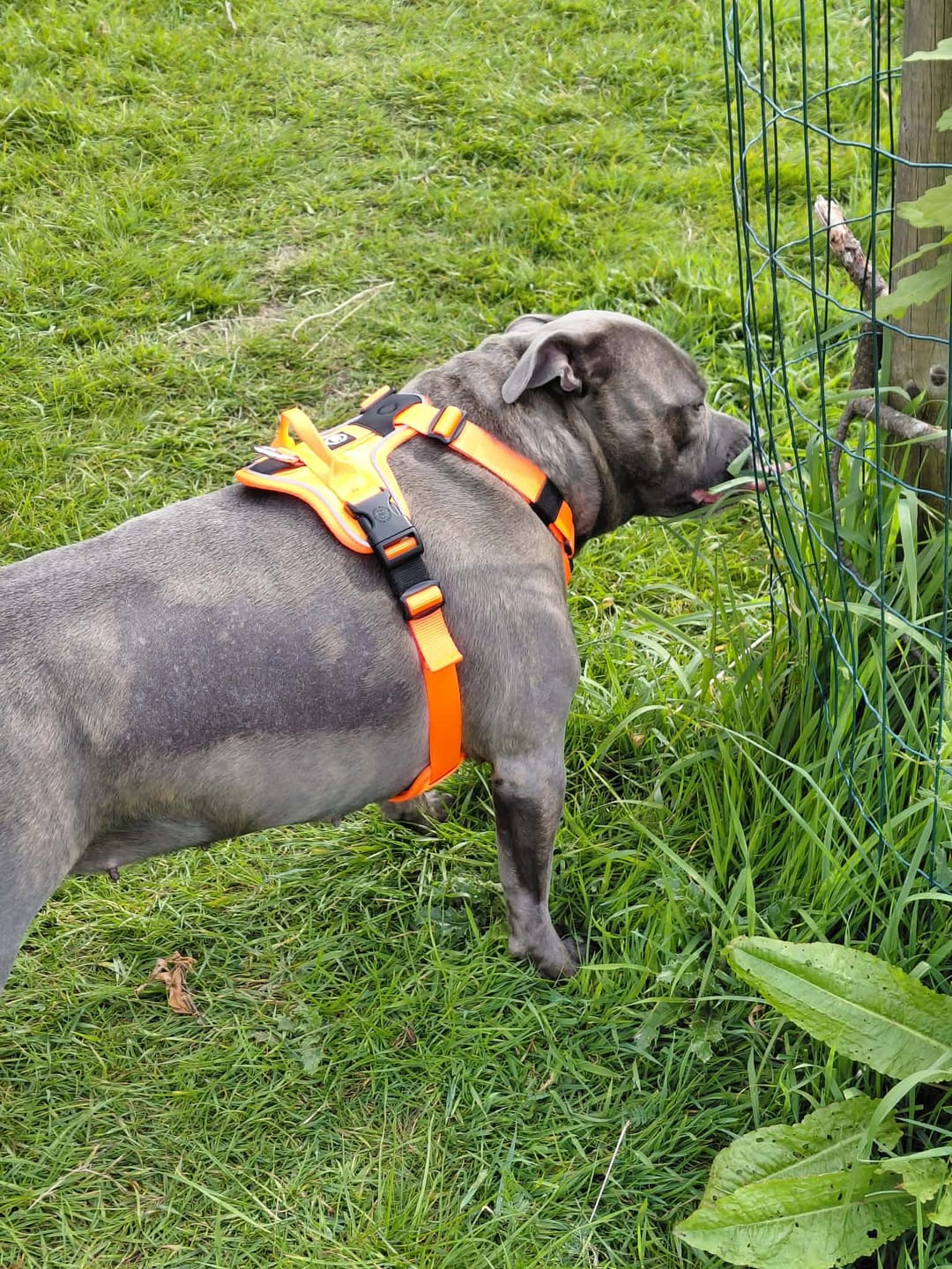 Customer photo review of Anti Pull Hurricane Harness Lighter | With Handle - Orange