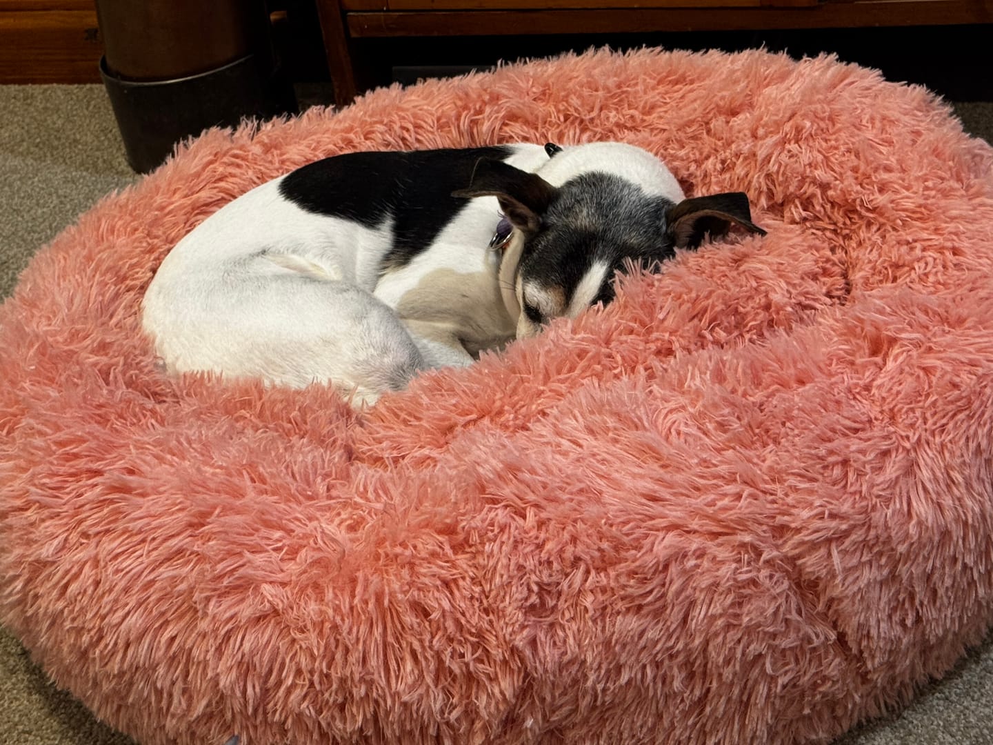Customer photo review of Brooklyn® Deep Sleep Pet Bed