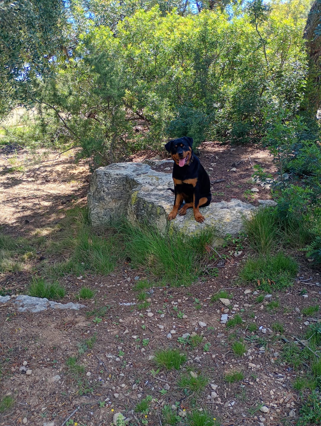 Customer photo review of Grain Free Giant Puppy